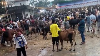 কাজির বাজার গরু হাটায় জমে উঠেছে কোরবানির পশুর হাট